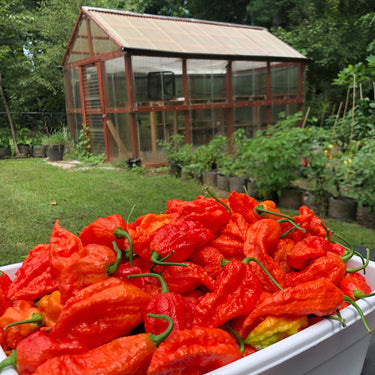 Fresh Bhut Jolokia Ghost Peppers
